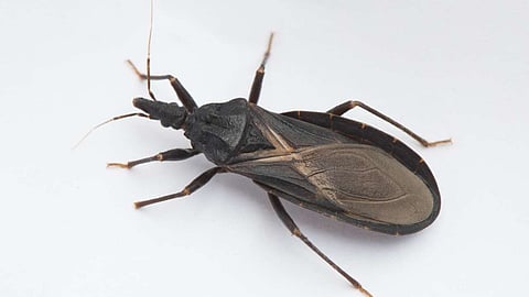 Image of a kissing bug in front of a white background.
