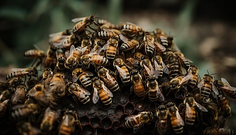Image of a group of killer bees one over the other over their hives.