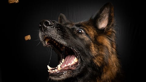 Rabies is a viral disease caused by the rabies virus, primarily transmitted through bites or scratches from infected animals.