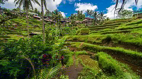 Image of a village in Bali having green fields.