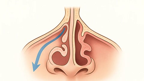 A medical illustration of nasal canal.