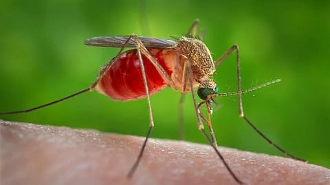 A female Culex quinquefasciatus mosquito perched on a human hand, drawing blood for its meal.