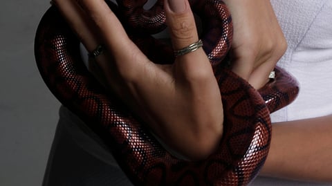 Image of a snake being handled by a person wearing a ring on a thumb.