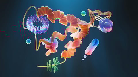 An image of chromosomes.