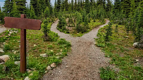 Image showing a path diverging into two in a forest.