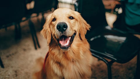 Image of a golden retriever prolly in a good mood.