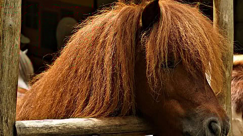 An image of a horse.
