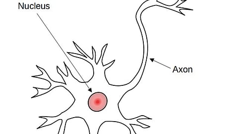 Diagram of a neuron highlighting the nucleus's location within the cell structure.