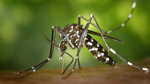 An image of a mosquito.
