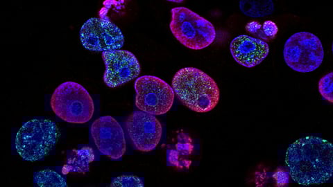 A cluster of cells illuminated by vibrant purple and blue lights, showcasing a dynamic and colorful display.