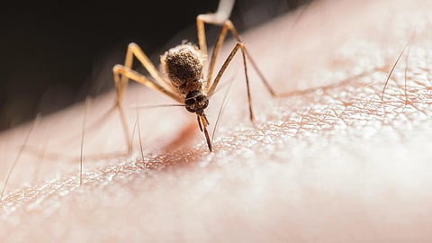 Image of a mosquito on a person's skin that cause malaria.