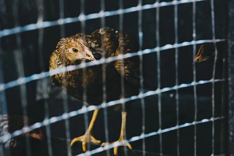 A hen looking out from a cage.