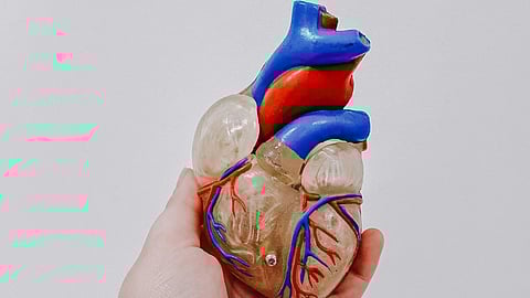 An image of a heart model.