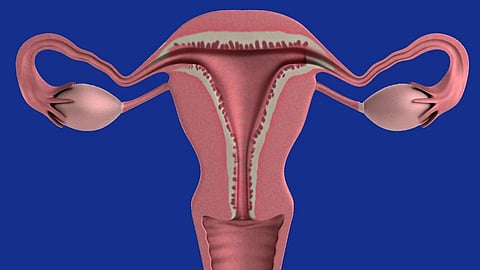female reproductive organ in pink  color with a blue background.
