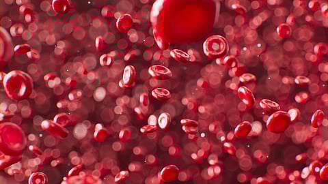 Red blood cells suspended in a pool of blood, showcasing their round, disc-like shape and vibrant red color.