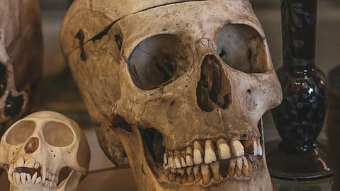 A table displaying a skull, a decorative vase, and various other intriguing items arranged artistically.