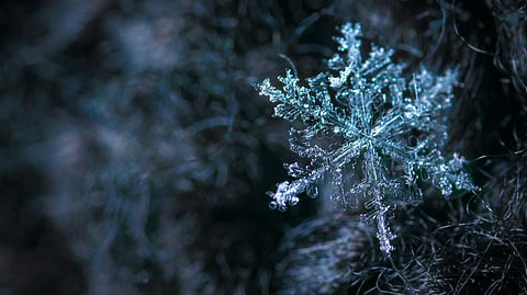 Image of a snow flake in a forest.