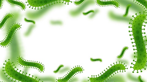 Illustration of bacteria in green color in front of a white background.