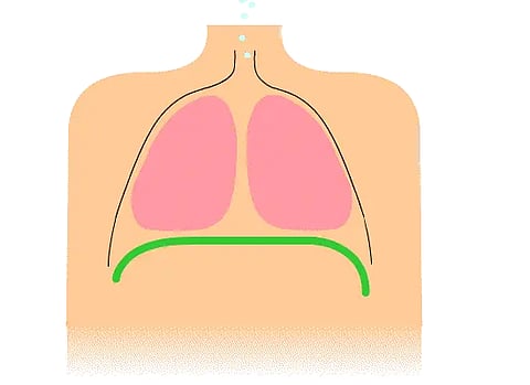 A gif showing the movement of diaphragm muscle during breathing. 