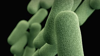 A group of rod-shaped bacteria