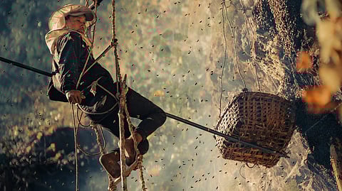 Image of a person collecting honey from high altitudes.