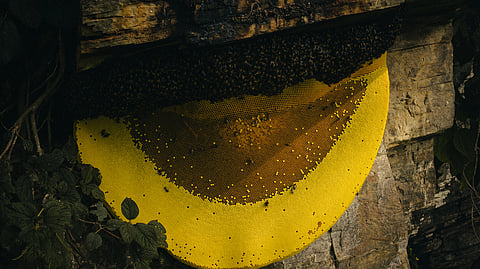 A bright yellow honey bees' hive on a mountain.