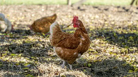 An image of hen.