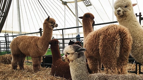 Image of Alpacas on a field.