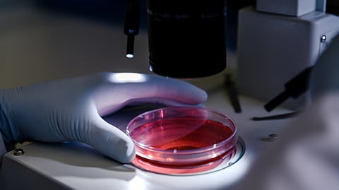 A bright red liquid, indicating a scientific experiment in progress.