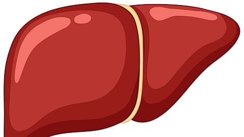 An image of liver.