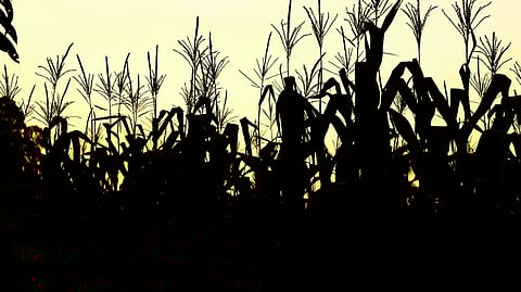 An image of silhouette of corn stalks in a field against a vibrant sunset sky.