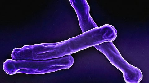 A microscopic view of purple bacteria against a black background.