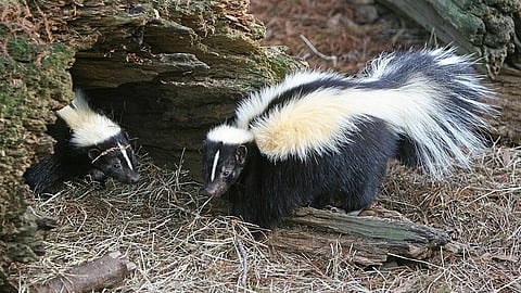 Image of 2 skunks in a field searching for food.
