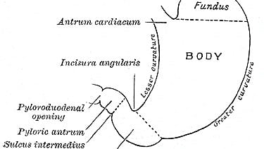 Image showing different parts of the stomach.