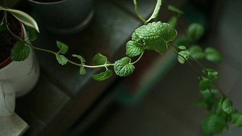 Image of a lush green-leafed plant is displayed on a table, enhancing the room's decor with its natural beauty.