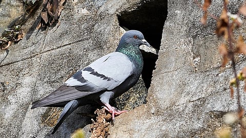 A pigeon near a cave.