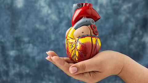 An image of realistic, labeled anatomical model of a human heart is held in a person's hand.