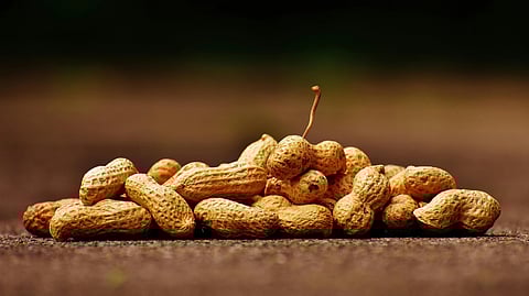 An image of a pile of unshelled peanuts resting on a flat surface.