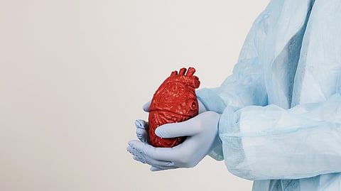 A surgeon holding a heart model