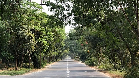 An image of straight road surrounded by lush green trees forming a natural canopy.