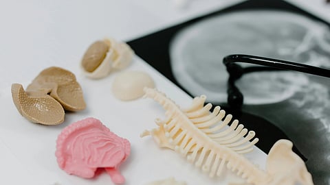 An image of medical models and scans.