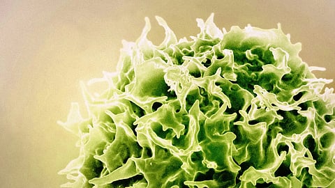Close-up image of a green memory T cell, emphasizing its texture and biological significance.