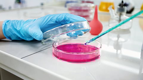 A gloved hand holds the lid of a petri dish containing bright pink liquid on a lab bench.