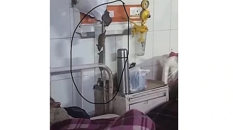 Screengrab from the video showing the rats running through IV pole attached to the patient bed. 