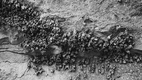 Black-and-white illustration of many bats hanging together on a rough cave wall.