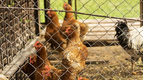 A flock of chickens in a coup. 