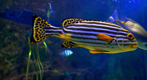 A colorful fish with black and yellow stripes swims in a blue underwater.