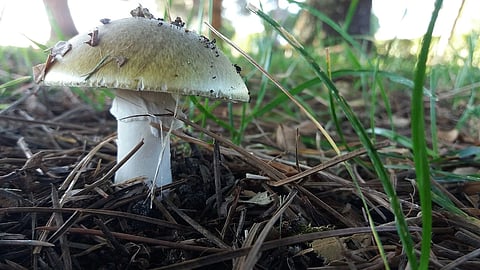 Death cap mushrooms (Amanita phalloides), one of the most toxic mushroom species worldwide, have been linked to multiple fatal poisonings reported in California.