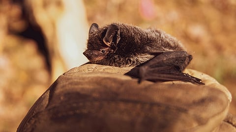 A bat on a rock.