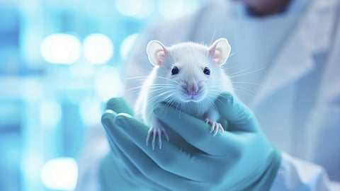 Close up on rat held in hand by scientist